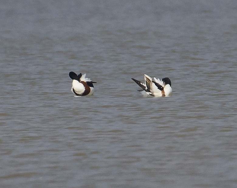Common Shelduck 
